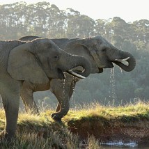 How does an elephant’s trunk work? 