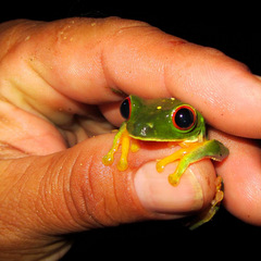 frog in Amazon