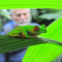 Costa Rica frog