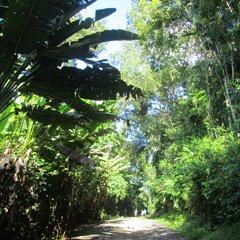 Costa Rica jungle