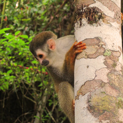 Costa Rica monkey