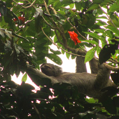 Costa Rica sloth