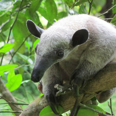 Costa Rica wildlife