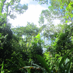 Costa Rica jungle