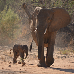 Namibia desert elephant