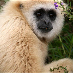 monkey rescue