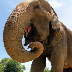 elephant care