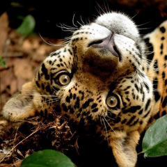 big cat