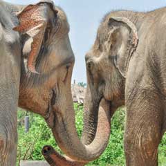 elephant trunks