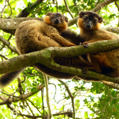 Madagascar wildlife