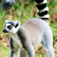 Madagascar wildlife
