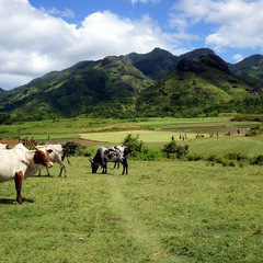 Madagascar countryside and animals