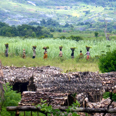 Madagascar locals carring wood