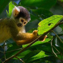 Peru monkey in jungle