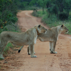 South Africa lions