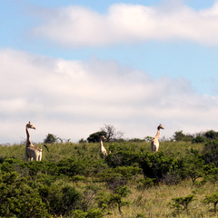 South Africa giraffes