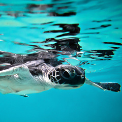 Thailand turtle swimming