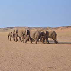desert elephants 