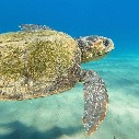 Turtle and Marine Conservation - Family Education Trip
