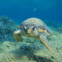 Turtle and Marine Conservation - U18 Trip