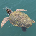 Turtle and Marine Conservation - Family Education Trip