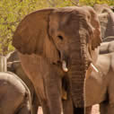 Desert Elephant Conservation