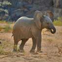 Desert Elephant Conservation - Family Trip