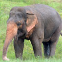 Elephant and Wildlife Conservation
