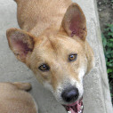 Dog Rescue