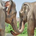 Under 18 Elephant Care & Wildlife Rescue