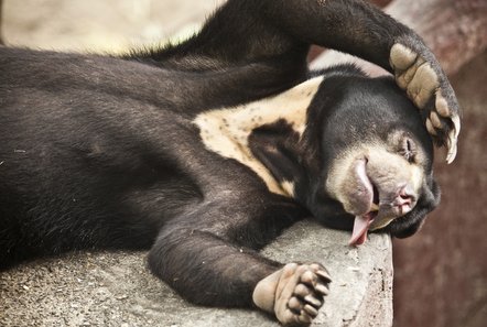 Bear at the Wildlife Rescue project