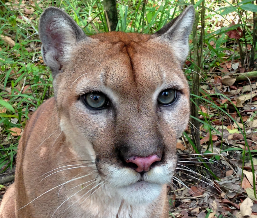 Puma in Belize