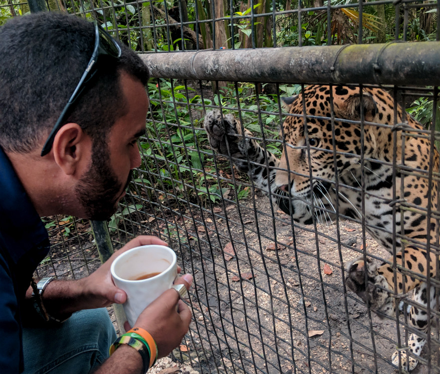 Rescued jaguar 