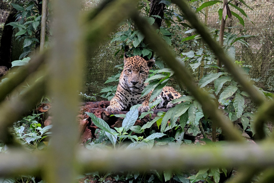 Rescued injured jaguar 