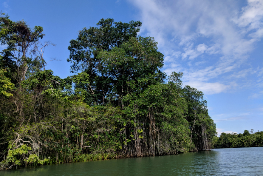 Trees on the lake waterside in Belize 