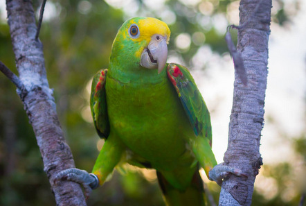 My time at the Caribbean Conservation project in Belize