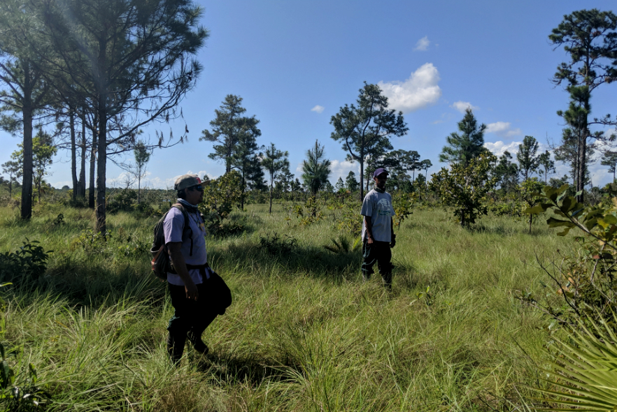 Belize Conservation bird boxes