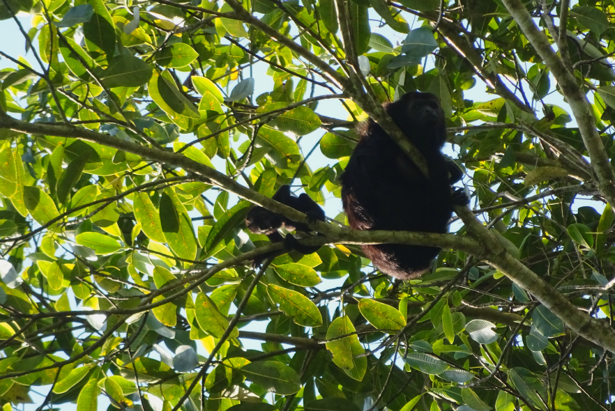 Belize Conservation volunteer monkey