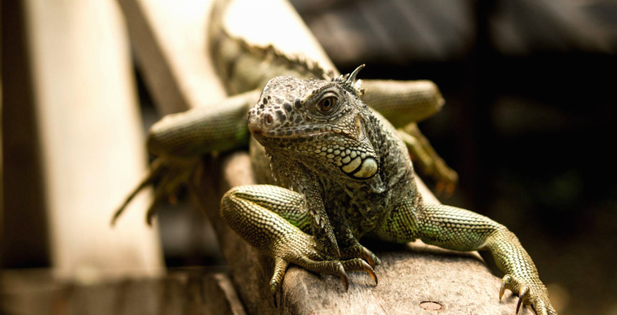 Iguana