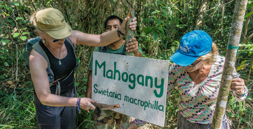 volunteers in the forest