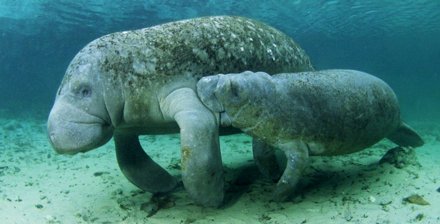 manatee