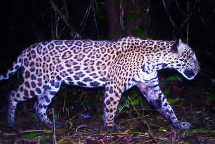 Jaguar on camera trap