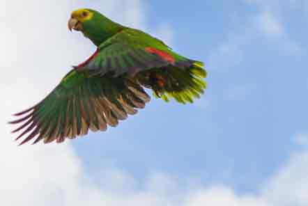 Releasing a yellow headed parrot