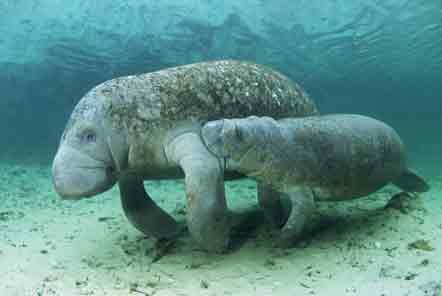 Manatees