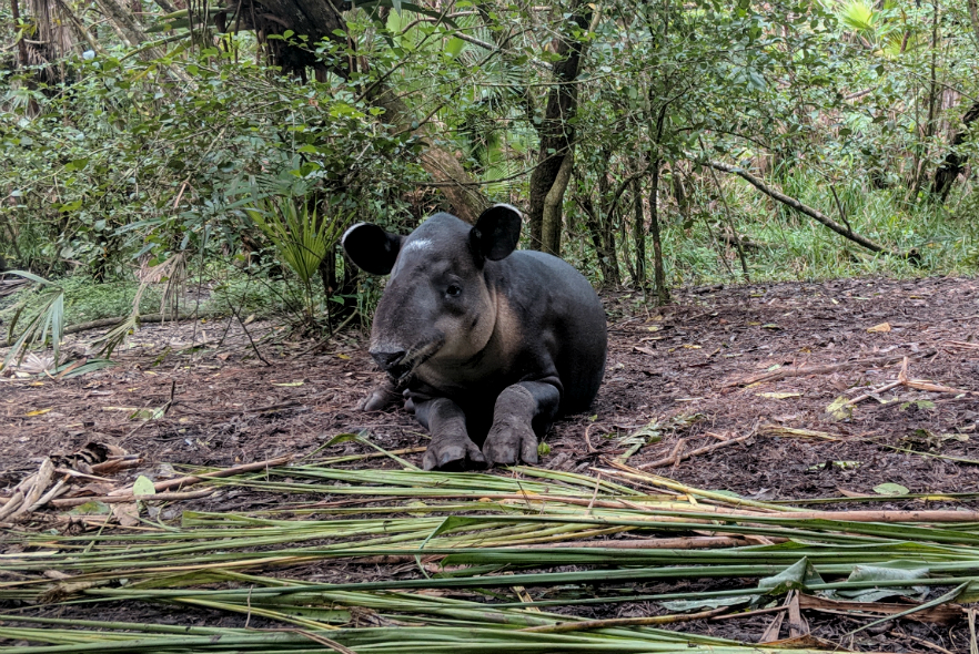 Tapir 