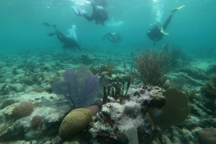 Reef Conservation in Belize