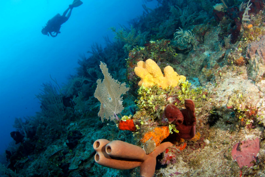 Why does sunscreen and sun cream damage coral reefs? 