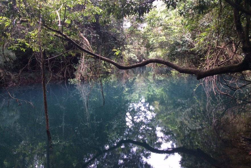 Iguana, dolphins & bird boxes in Belize 