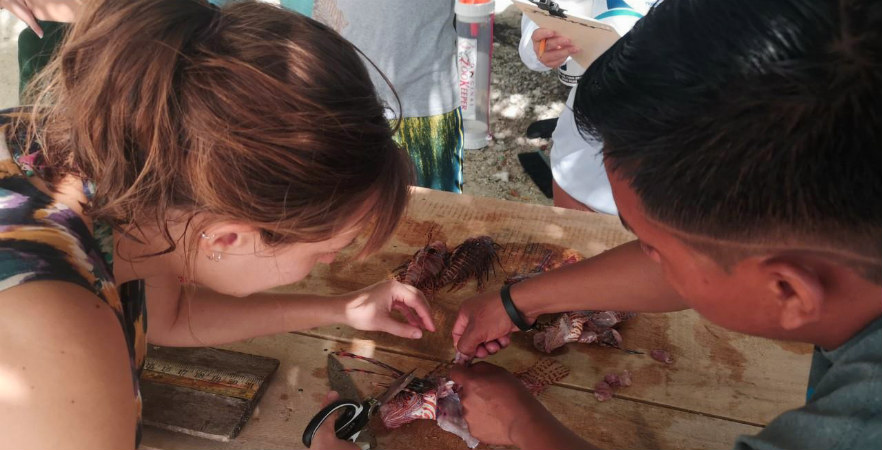 Lionfish dissection and research 