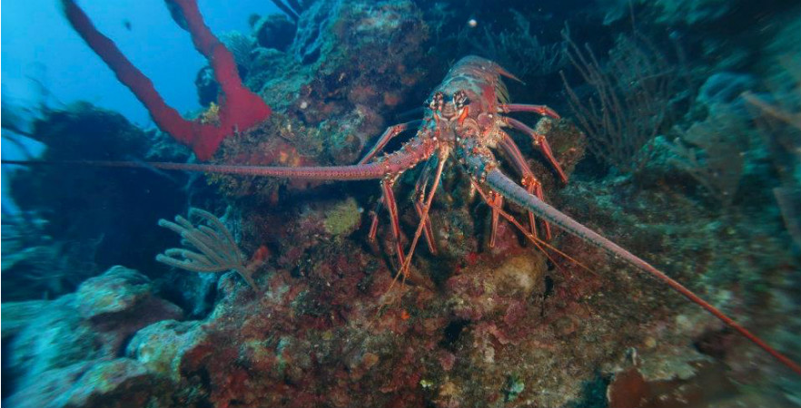 Lobster in Belize 